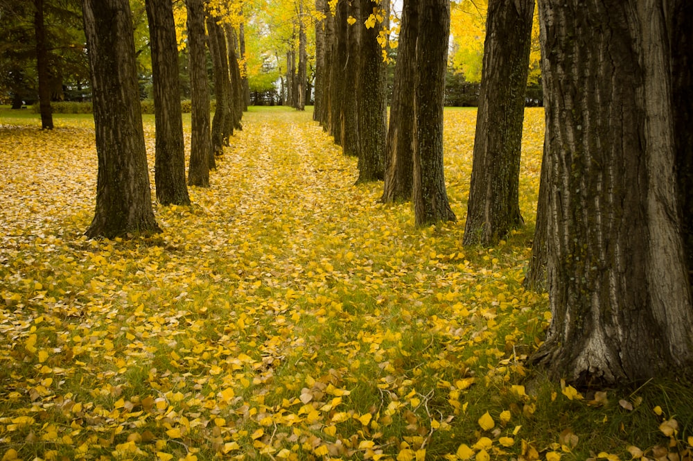 Gelbe Blätter auf dem Boden, umgeben von Bäumen