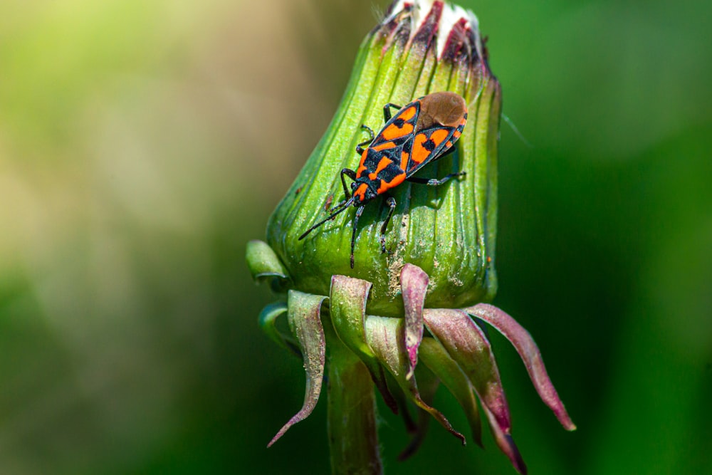 green and black bug on green plant