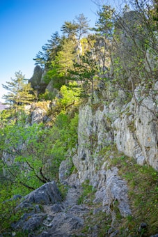 A scenic landscape featuring a rocky pathway flanked by cliffs and lush green foliage, with pine trees atop rugged terrain under a clear blue sky. The path seems narrow and somewhat rugged, suggesting a natural trail.