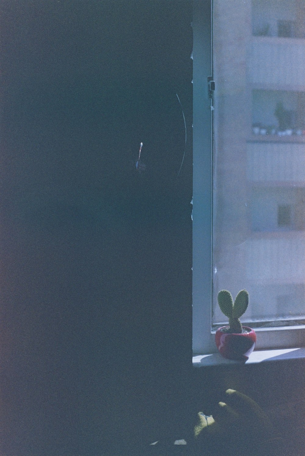 red flower in pot beside window