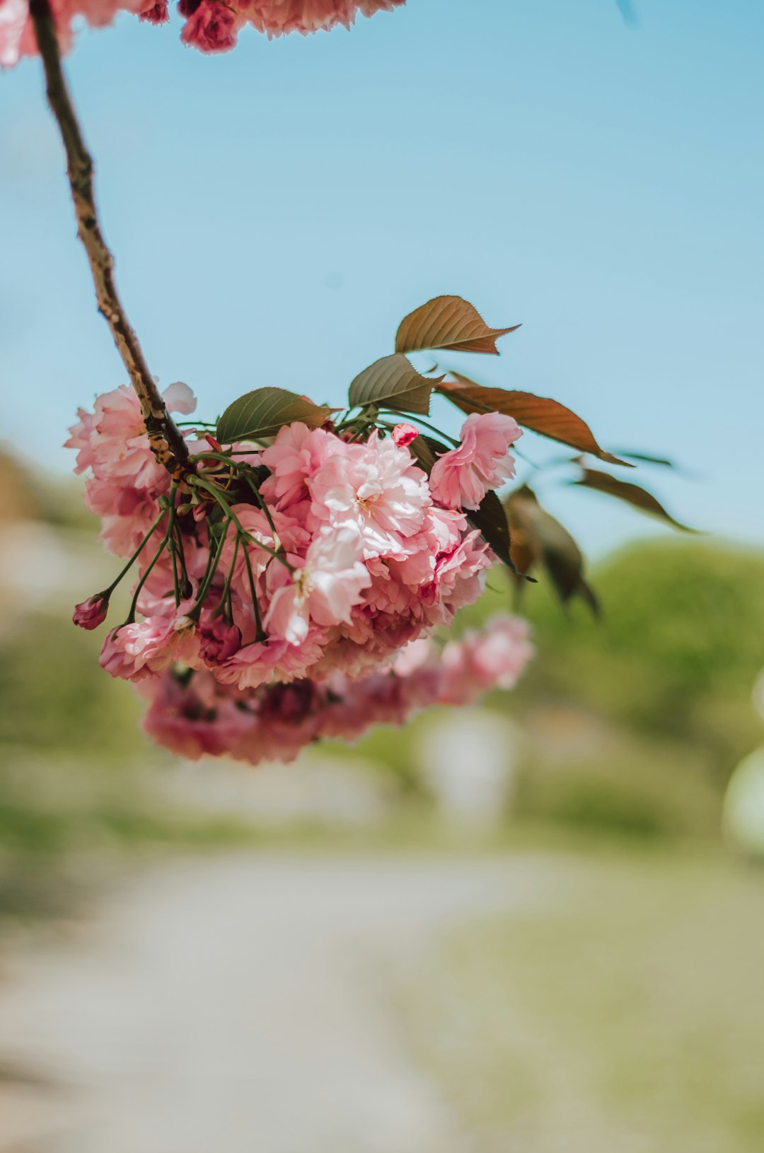 pink flower on brown stem