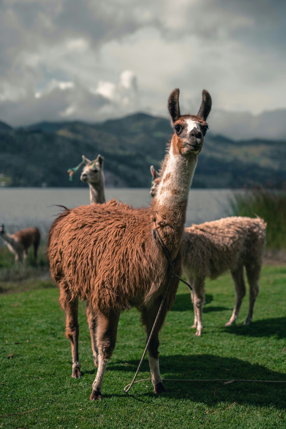 brown and white llama on green grass field during daytime