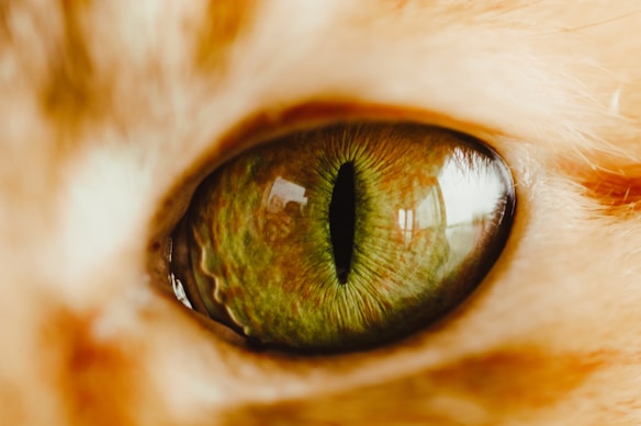 A close-up view of a cat's eye, revealing intricate details such as the vertical slit of the pupil and the rich amber and green colors of the iris. The fur around the eye is a mix of orange and white hues.