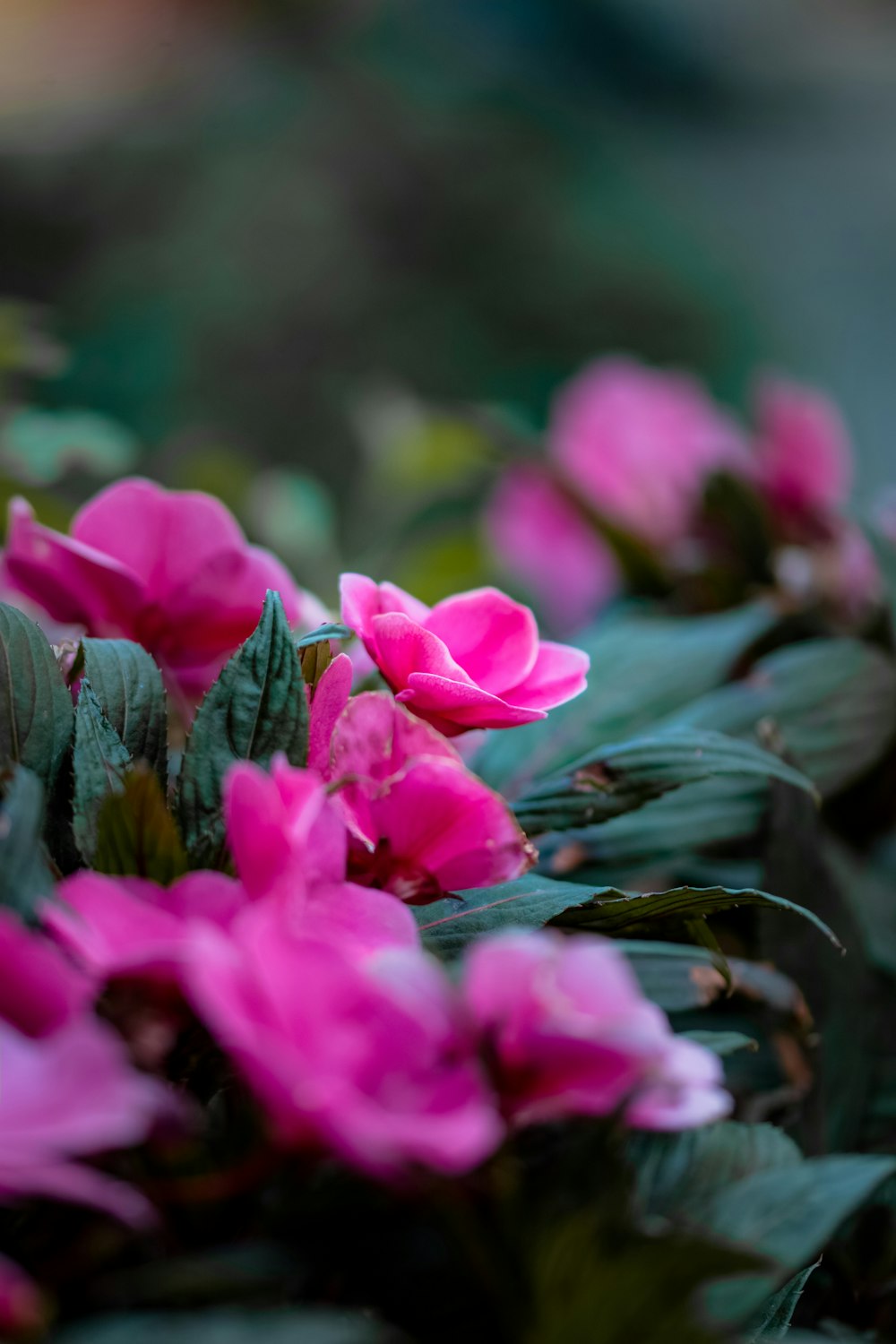 pink flowers in tilt shift lens