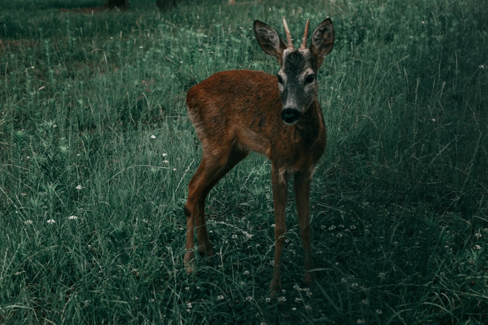 brown deer on green grass field during daytime