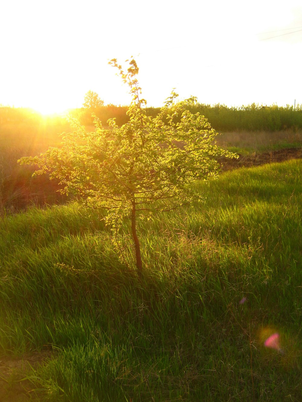 Campo de hierba verde durante el día