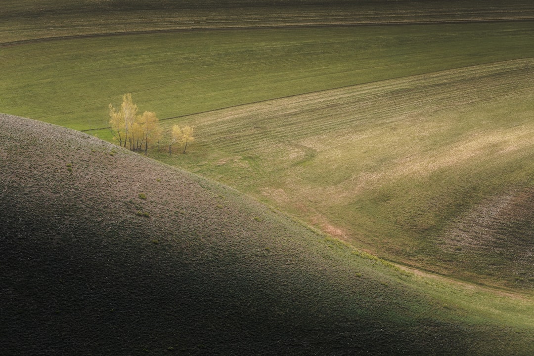 green grass field during daytime