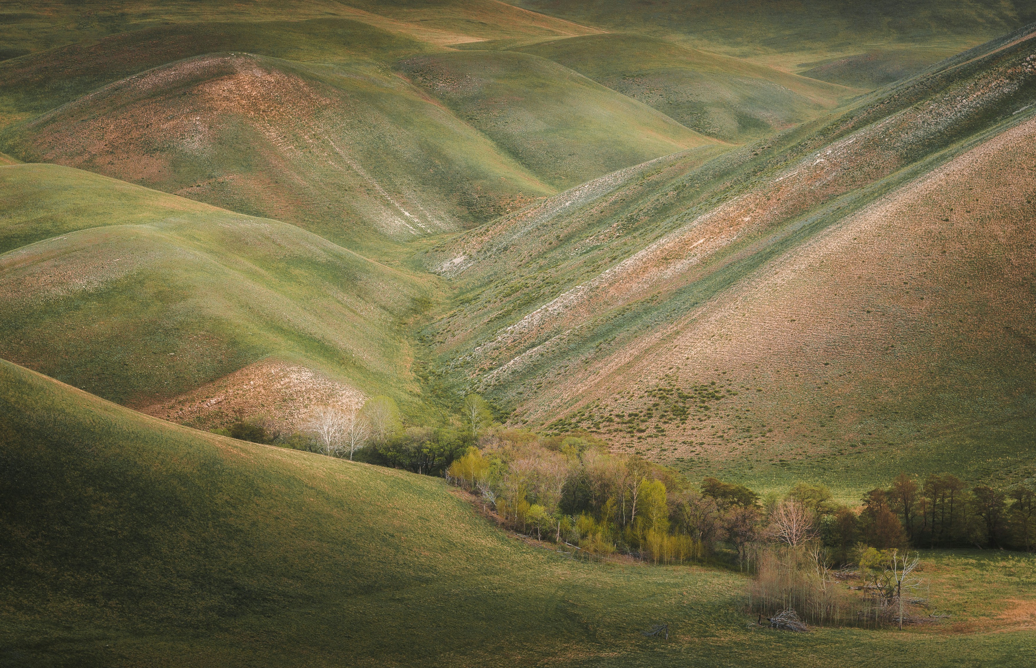 Champ d’herbe verte et montagne