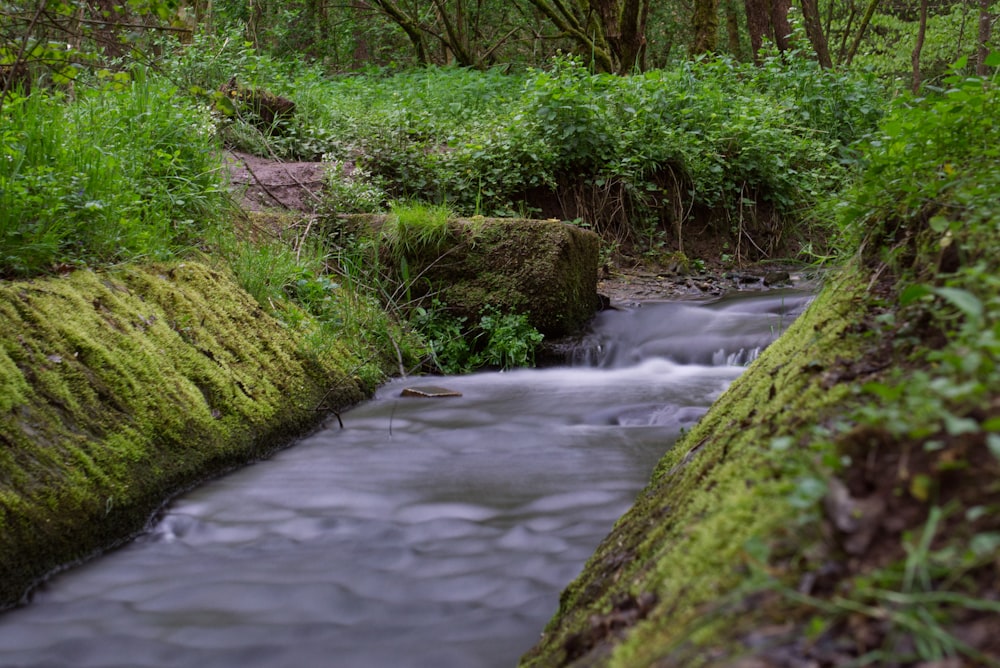 green moss on river during daytime