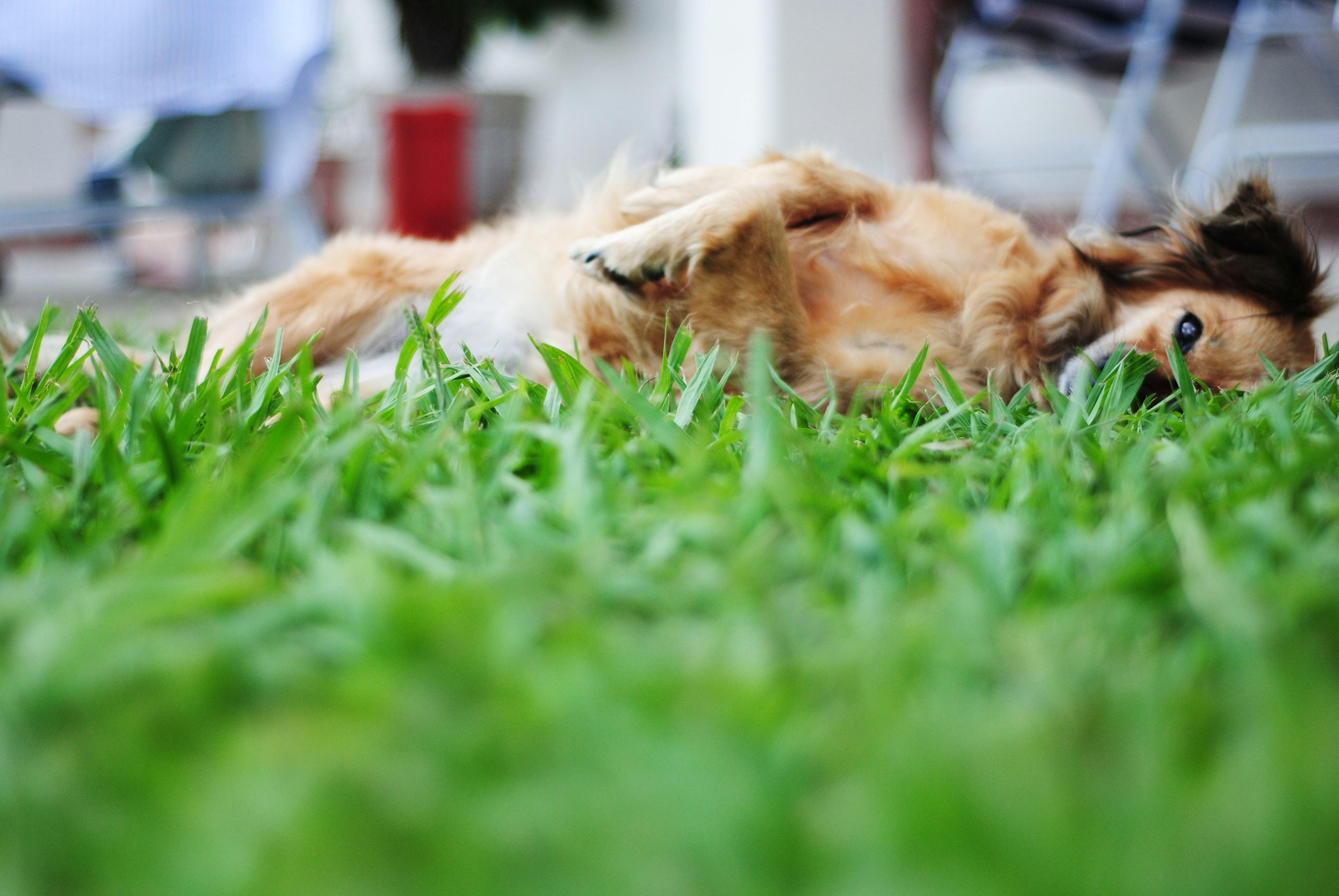 Understanding Your Dog’s Potty Signals