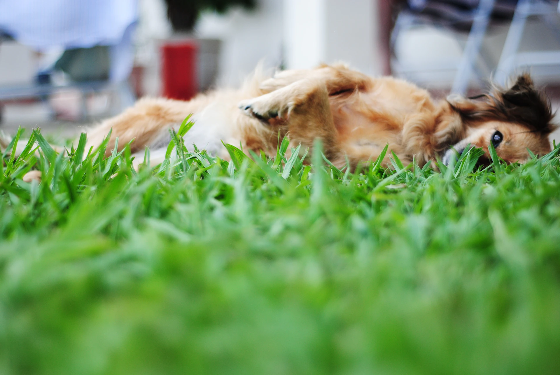 golden retriever lying on green grass field during daytime