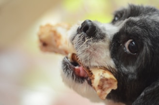 A close-up image of a black and white dog holding a large bone in its mouth. The dog's eyes are wide open, and the background is blurred with soft, light colors.