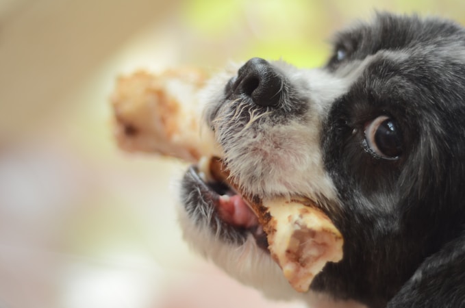 A close-up image of a black and white dog holding a large bone in its mouth. The dog's eyes are wide open, and the background is blurred with soft, light colors.