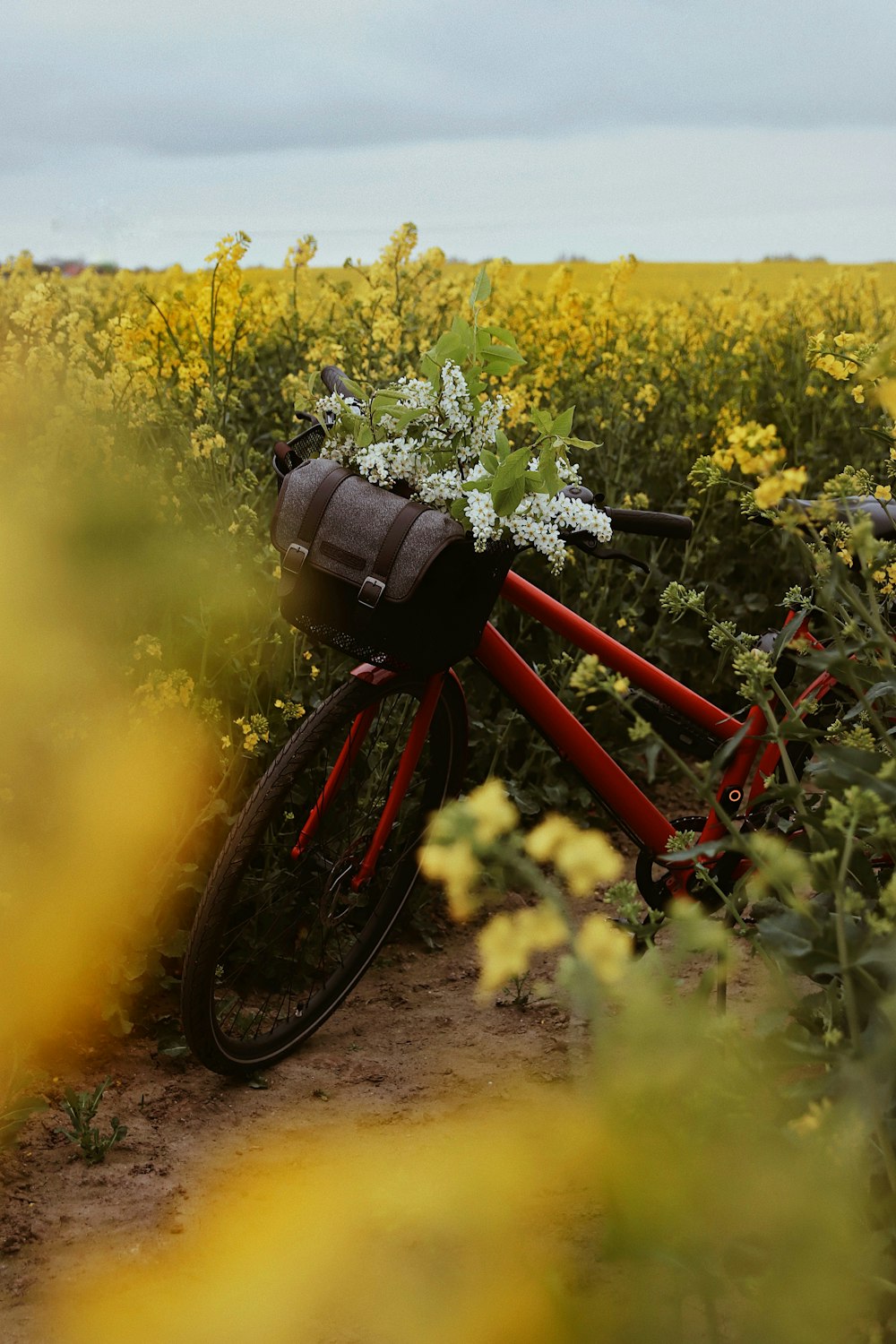 red and black bicycle on yellow flower field during daytime