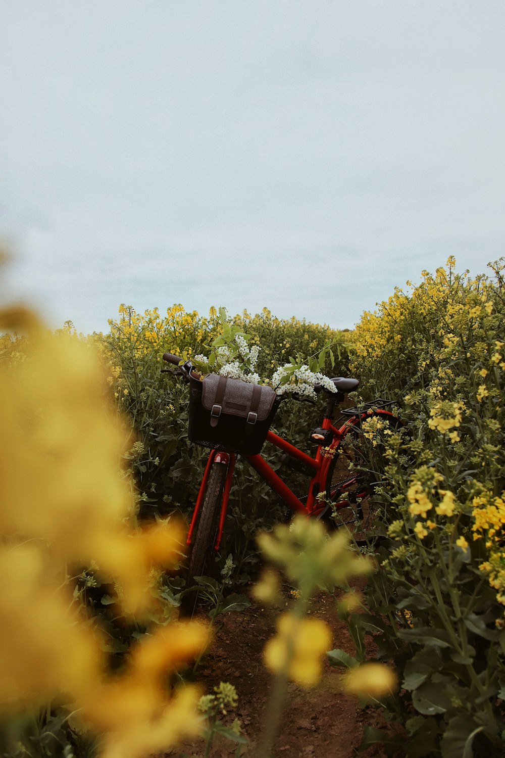 red and black bicycle on yellow flower field during daytime