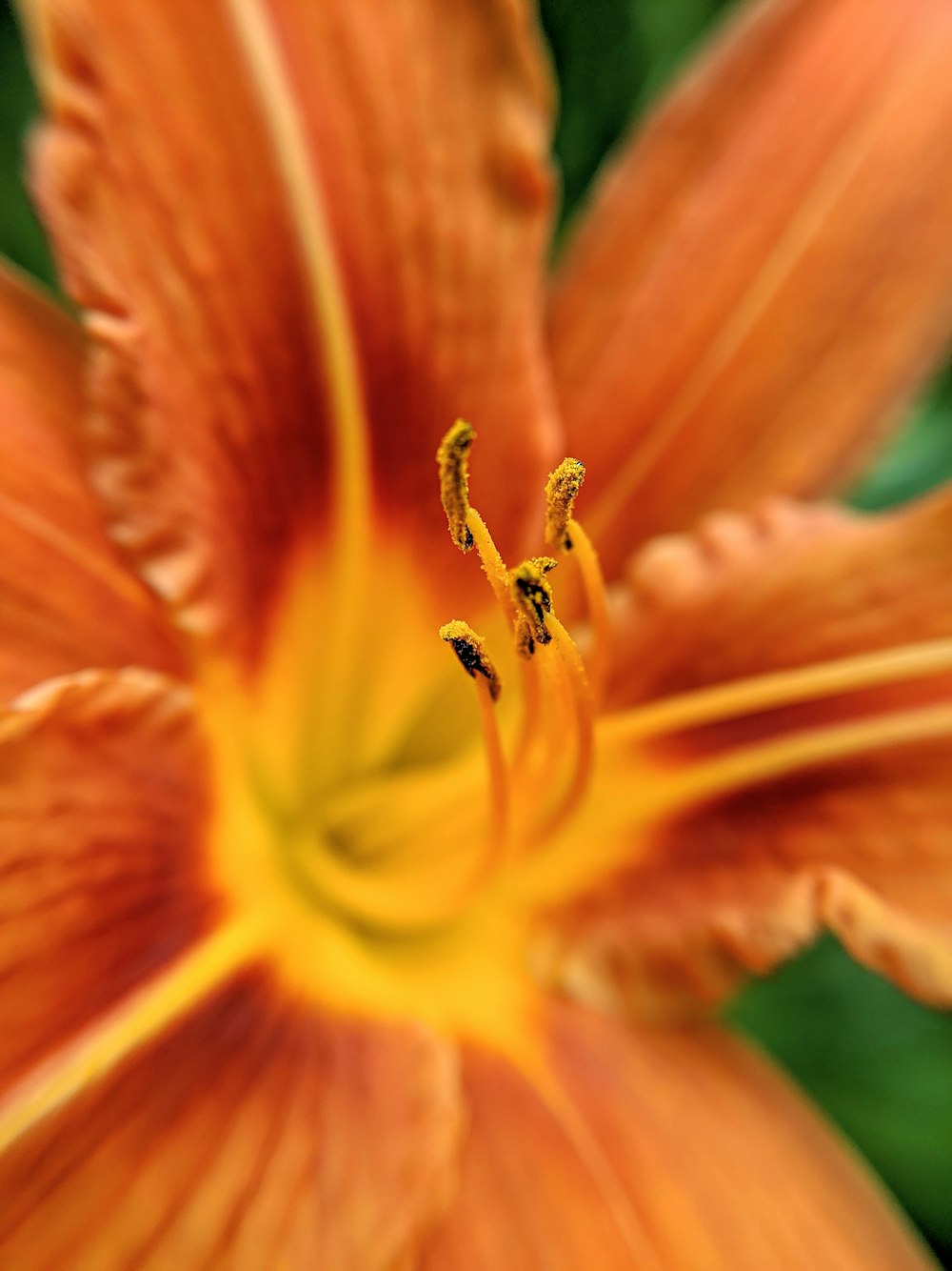 Lys orange en fleurs pendant la journée