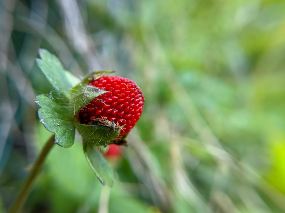 frutta fragola rossa in primo piano fotografia