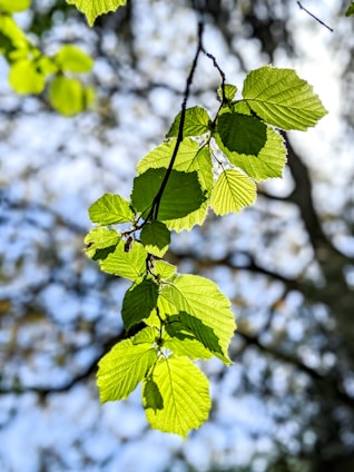 green leaves in tilt shift lens