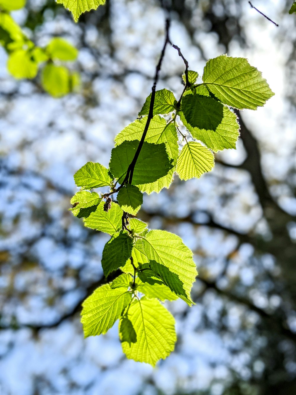 green leaves in tilt shift lens