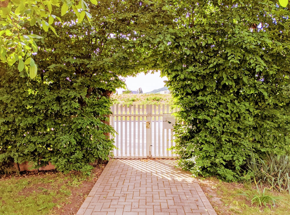 white wooden fence near green trees during daytime