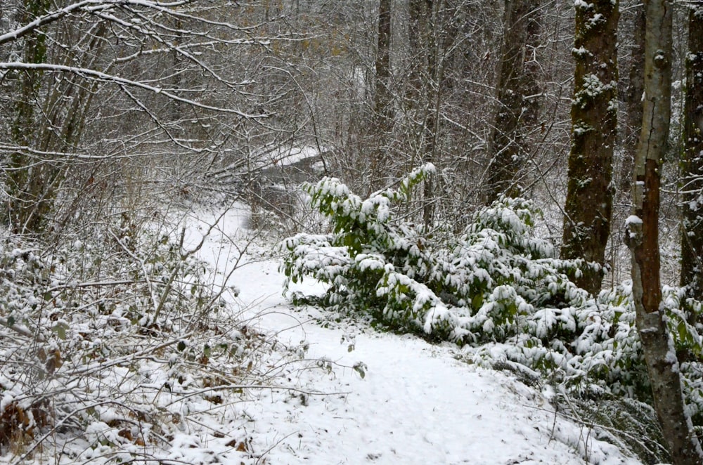 snow covered trees during daytime