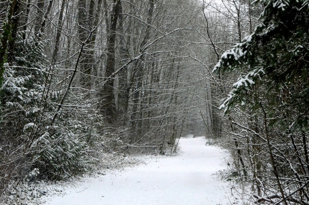 snow covered field and trees during daytime