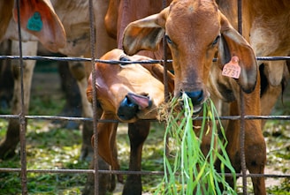 Young calves playing in a fenced pasture with fresh grass.