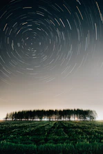 green trees under white sky during daytime