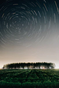 green trees under white sky during daytime