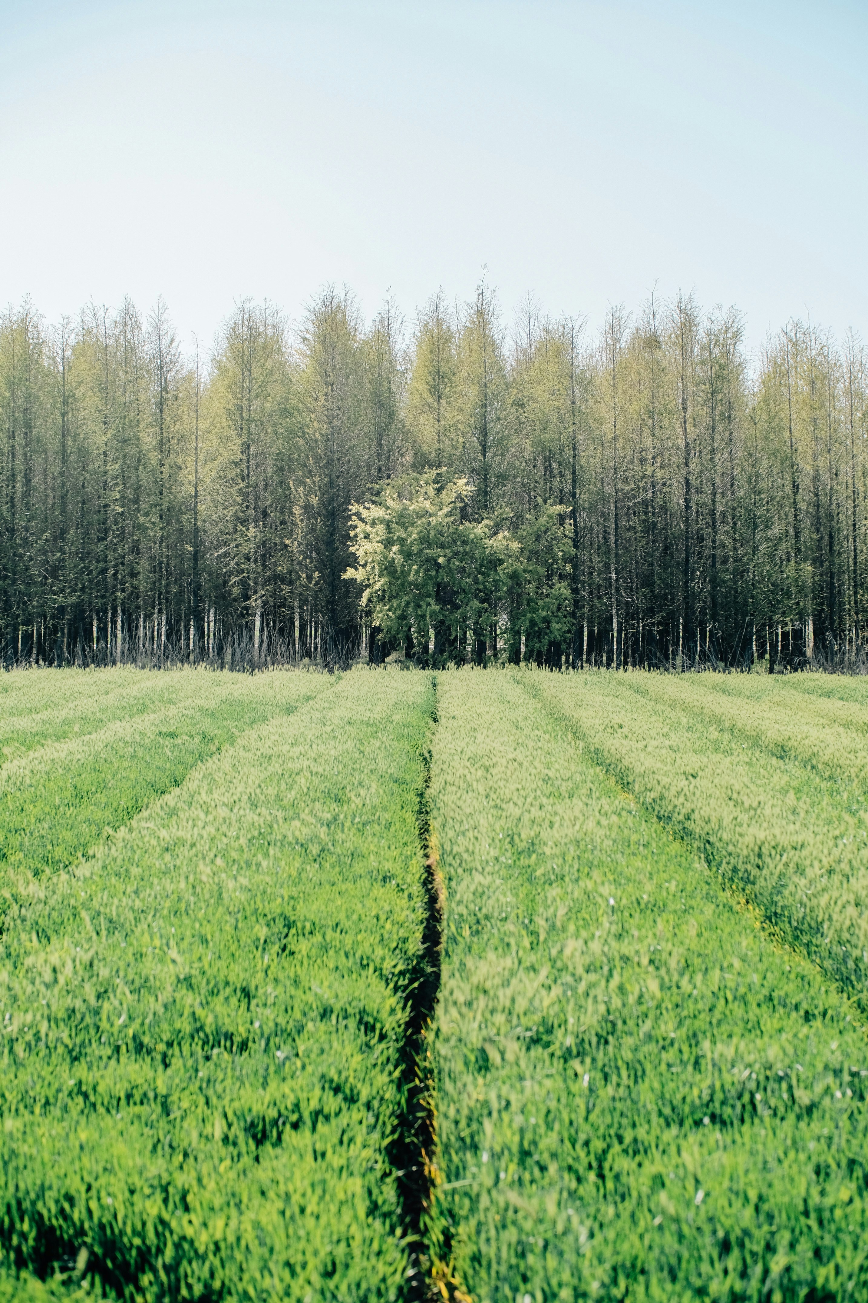 green grass field with trees during daytime