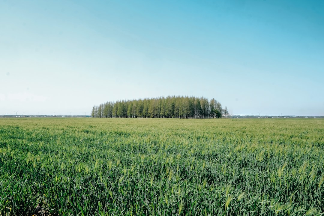 green grass field under blue sky during daytime