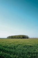 A vast green field stretches out under a clear blue sky, with a small forest of tall, thin trees in the distance. The landscape is flat and expansive, exuding a sense of peace and open space.