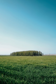 Empty land with clear boundary markers and greenery.