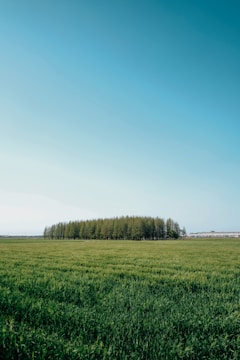 Empty plot of land surrounded by trees and clear skies