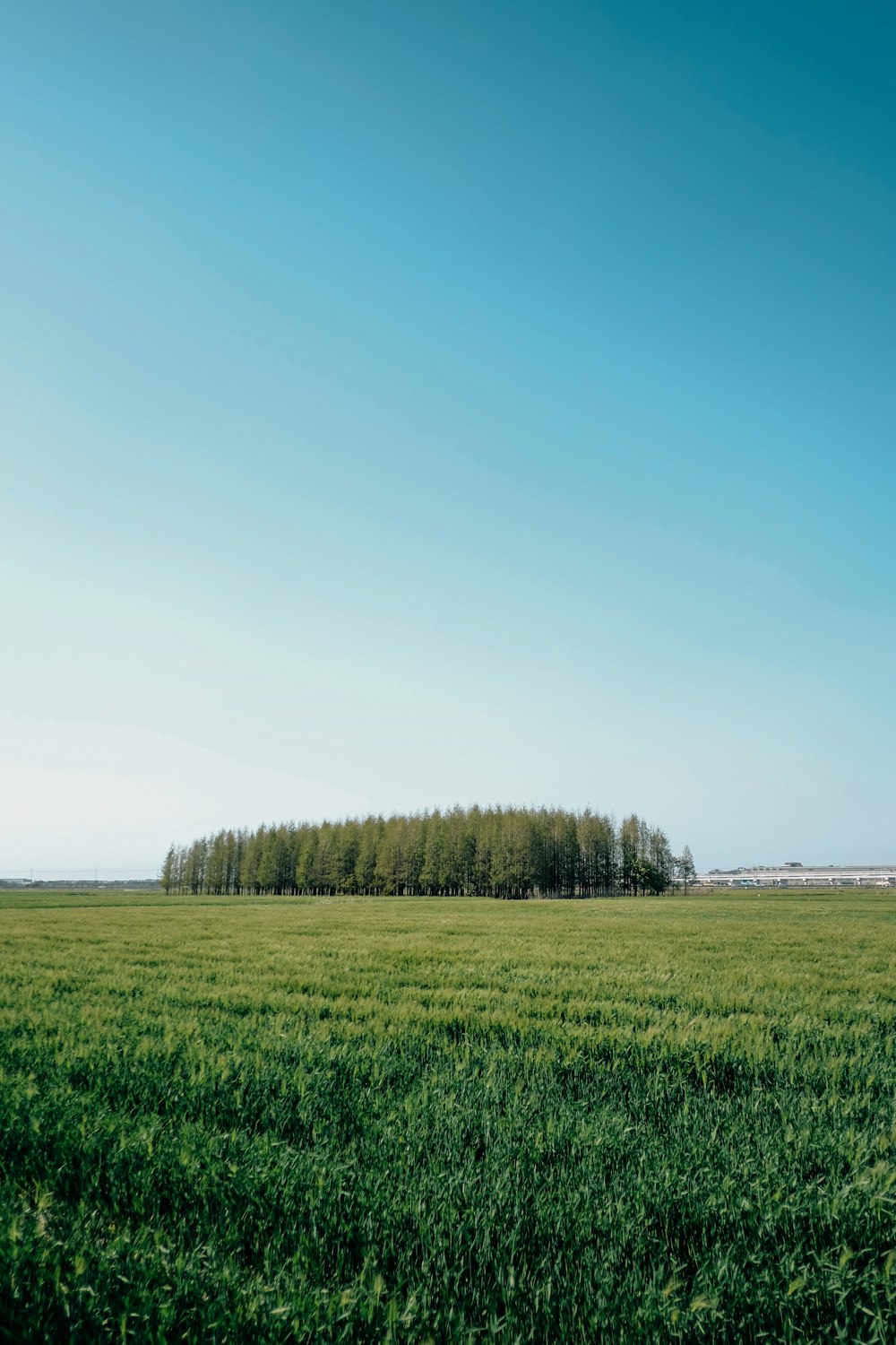 green grass field under blue sky during daytime