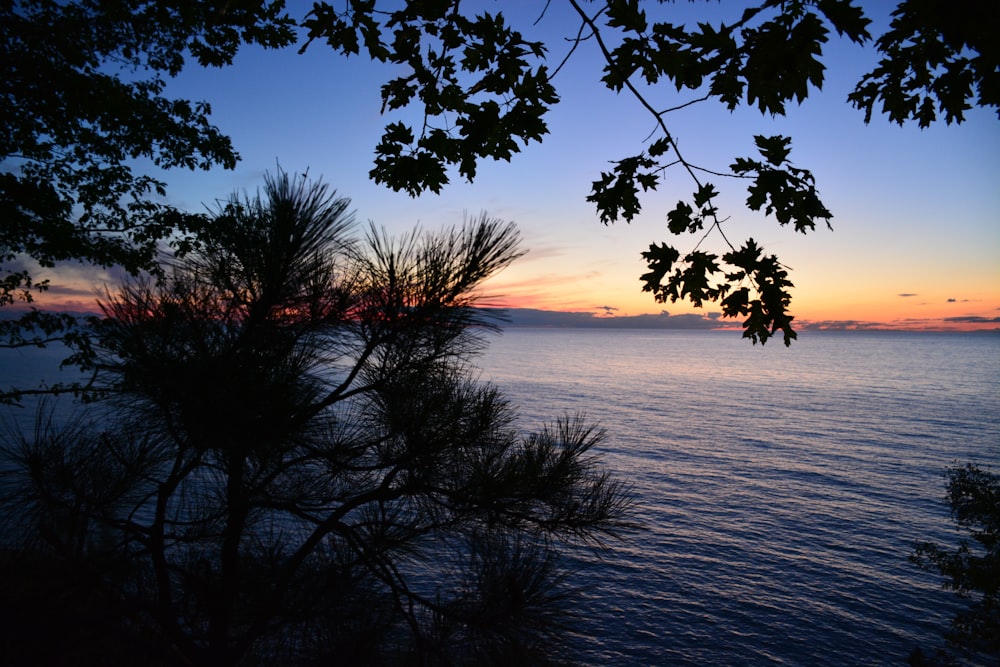 silhouette of tree near body of water during sunset