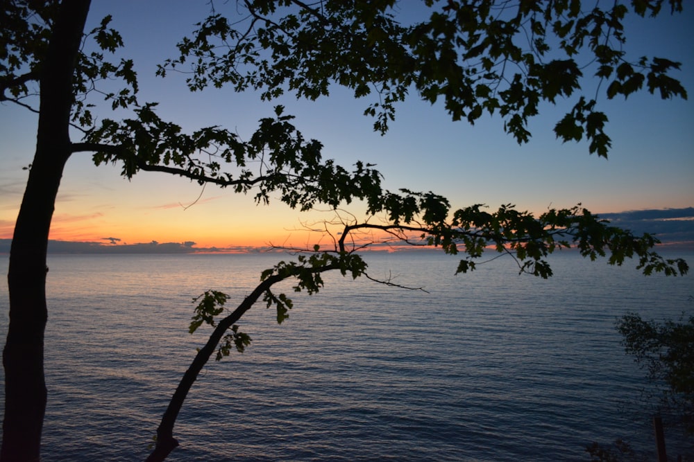 silhouette of tree near body of water during sunset