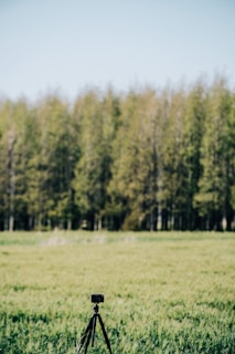 A camera mounted on a tripod stands in the middle of a green meadow with a dense forest in the background. The trees display lush foliage, creating a serene natural setting under a clear blue sky.