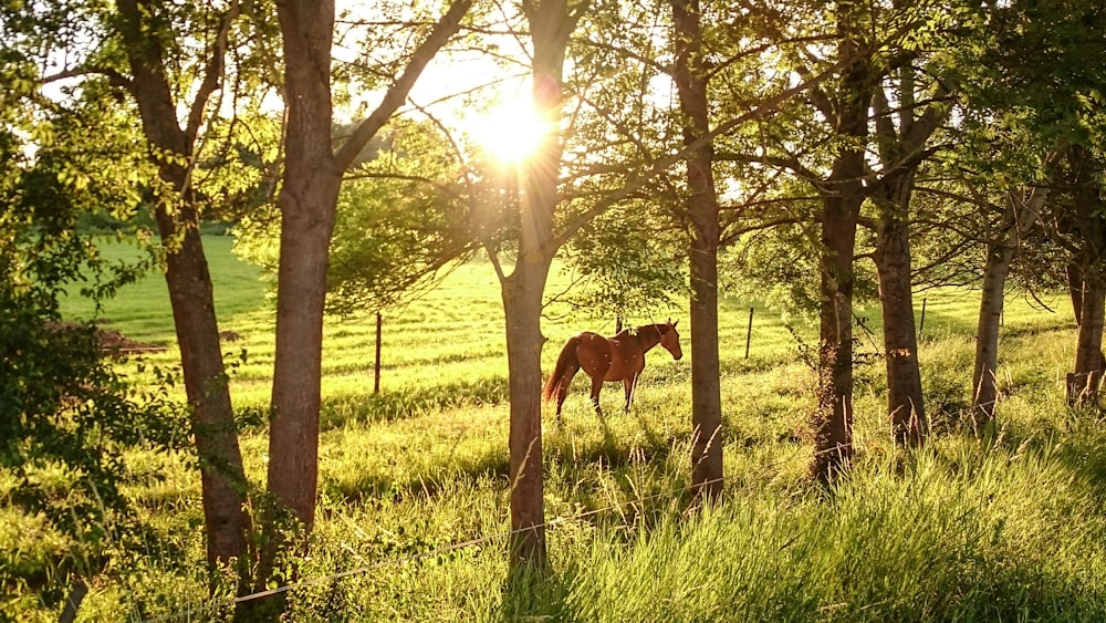 cavalo marrom no campo verde da grama durante o dia