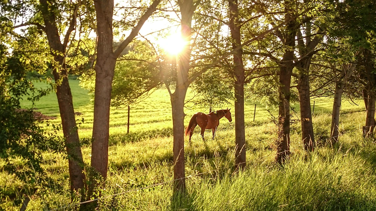 Caballo entre las encinas al atardecer
