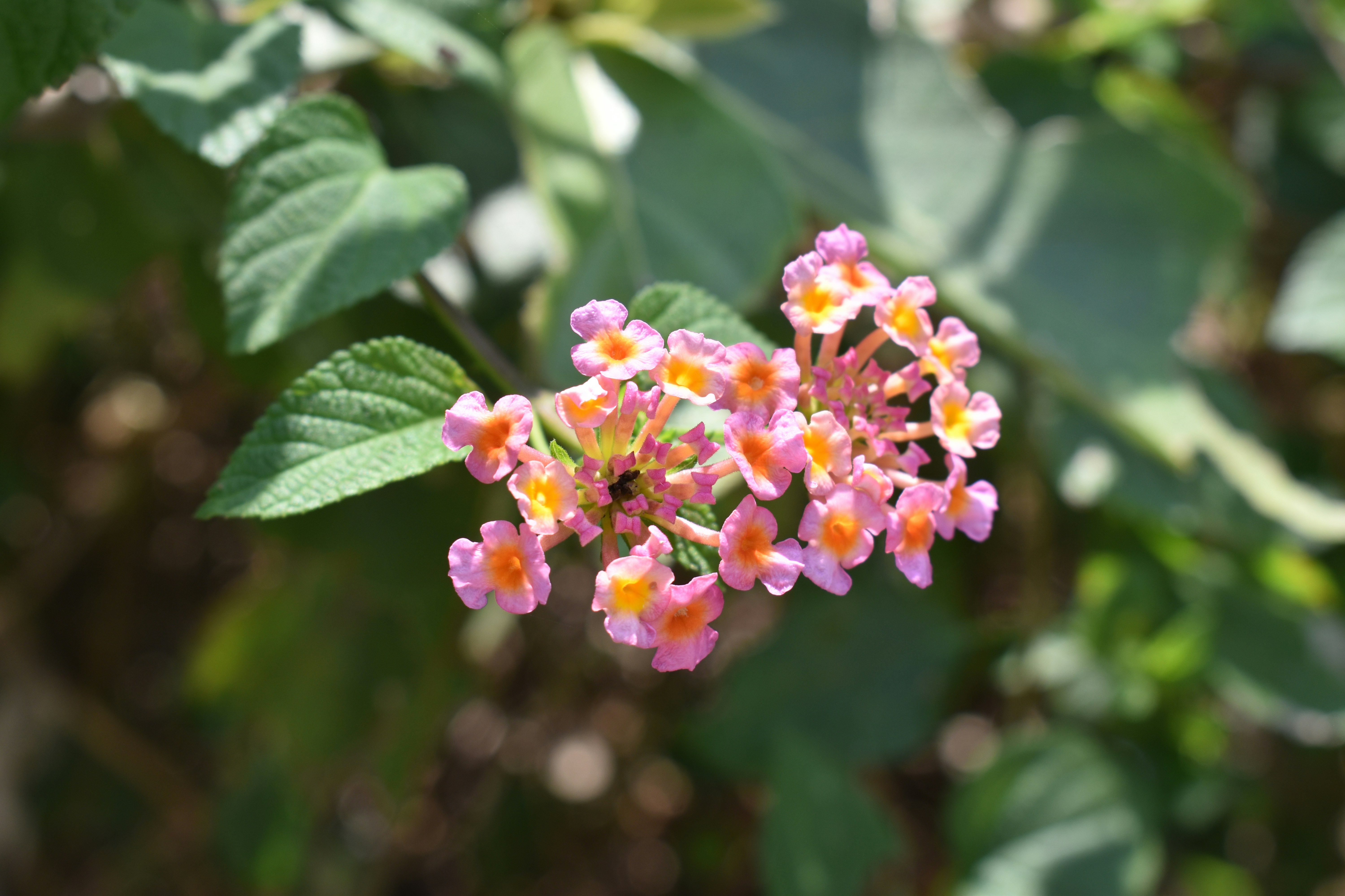 Photo by rvsubramani