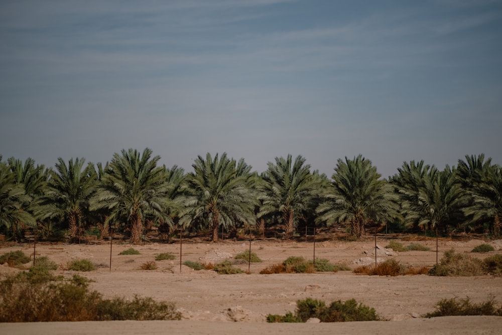 green palm trees on brown sand under blue sky during daytime