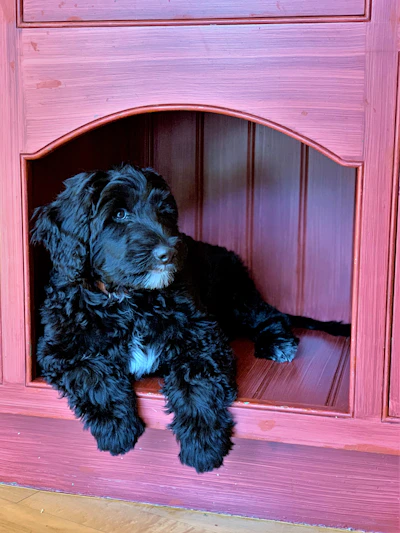 A happy dog resting comfortably inside a cozy kennel at Pawveda.