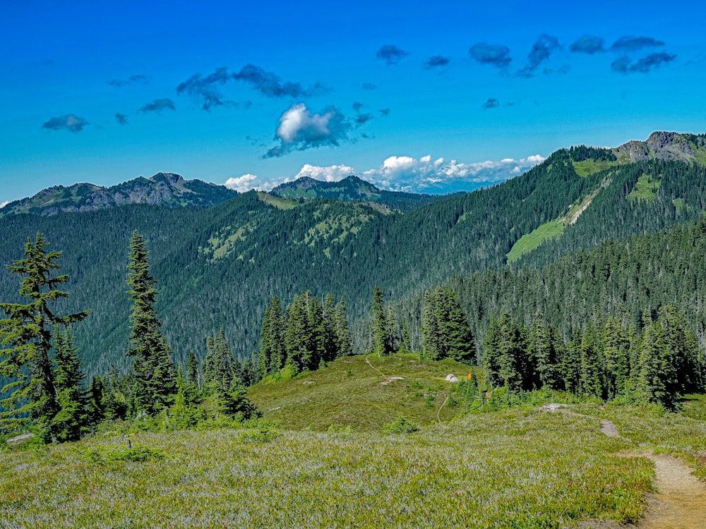 green pine trees on green grass field near mountain under blue sky during daytime