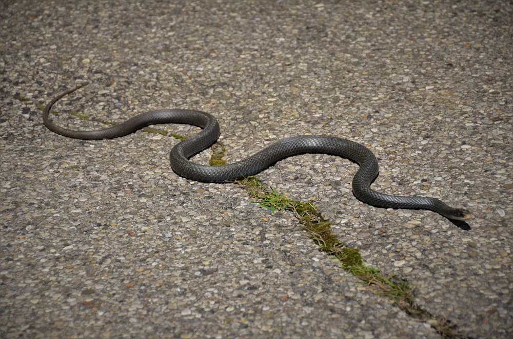black snake on gray ground