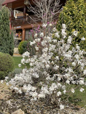 A lush residential garden featuring vibrant flowers and neatly trimmed shrubs under a bright sky.