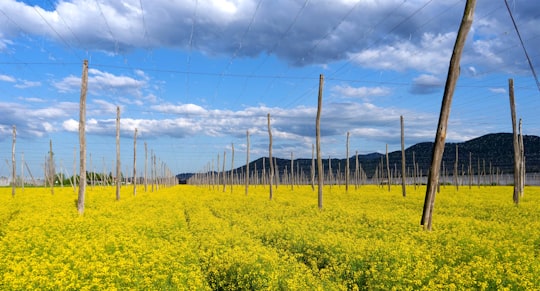 yellow flower field under blue sky during daytime in Levec Slovenia