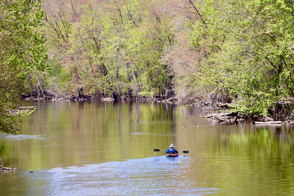 two ducks on river during daytime