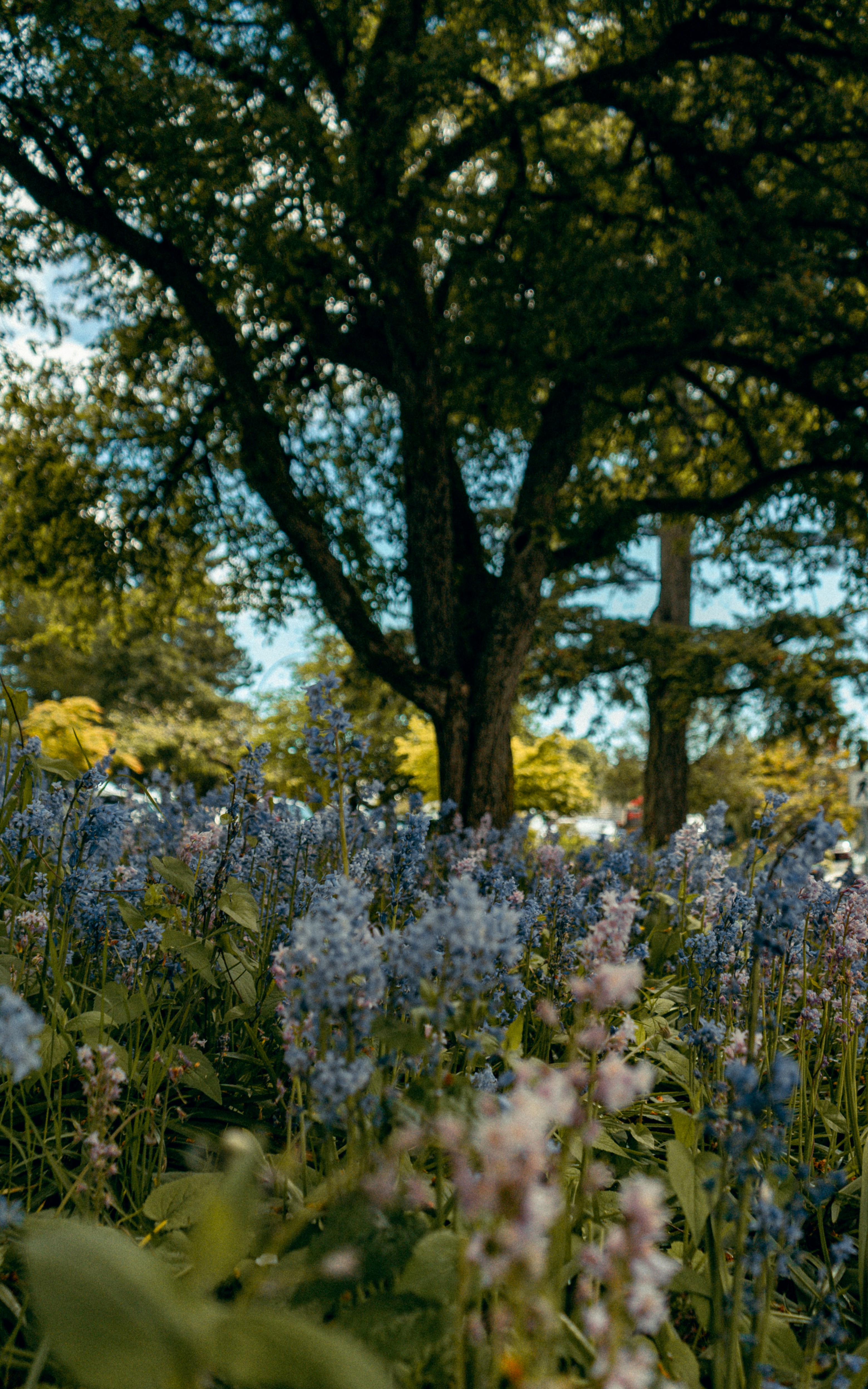 White flowers and green leaves during daytime photo – Free Forest Image ...
