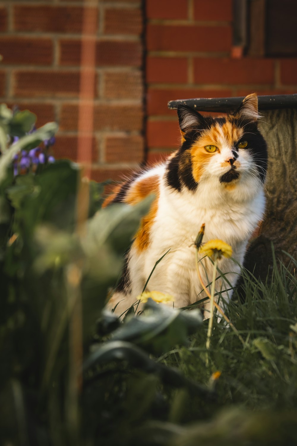 white black and brown cat on green grass